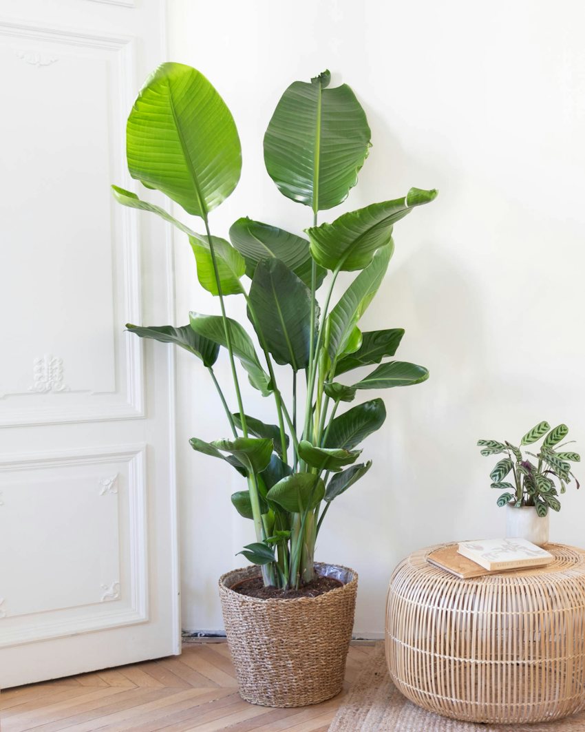 Rosalie Giant Bird of Paradise Strelitzia Nicolai XL