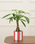 James Braided Money Tree Pachira Aquatica (Pet-Friendly)