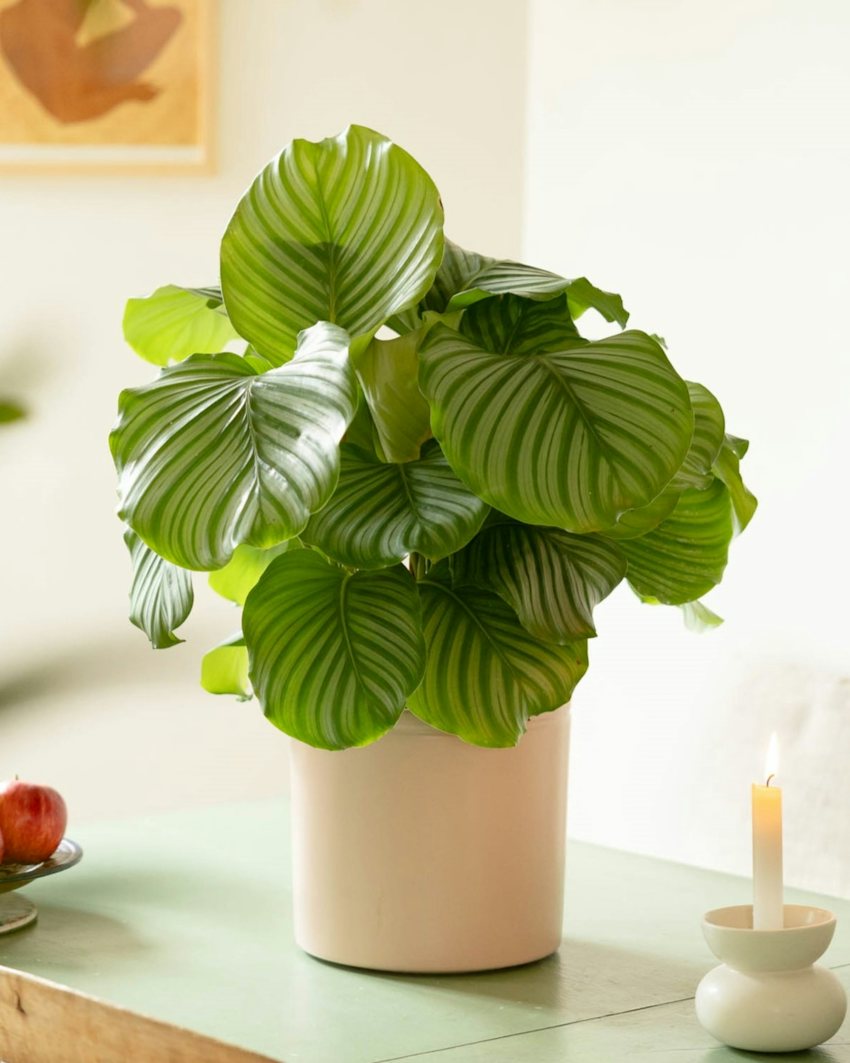 Théo Graphic Striped Calathea Orbifolia Prayer Plant