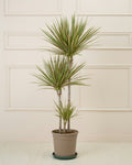 Dorian Graphical Dracaena Marginata Indoor Tree