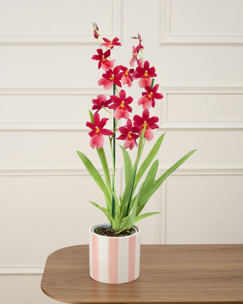 Birthday Celebration Plant & Ceramic Cache-Pot Gift Set