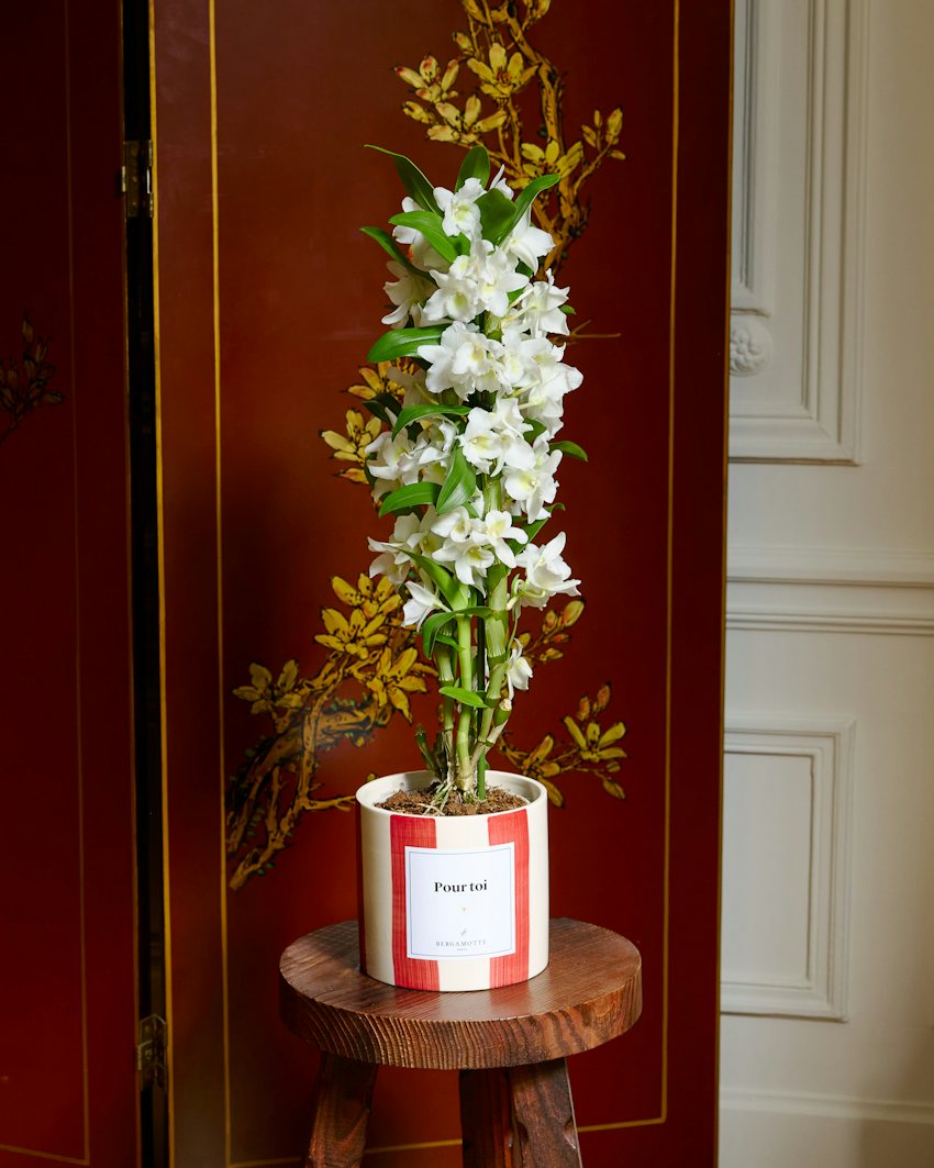 Alba White Blooming Dendrobium Nobile Orchid (Pet-Friendly)
