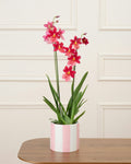 Aude Deep Pink Blooming Phalaenopsis Orchid