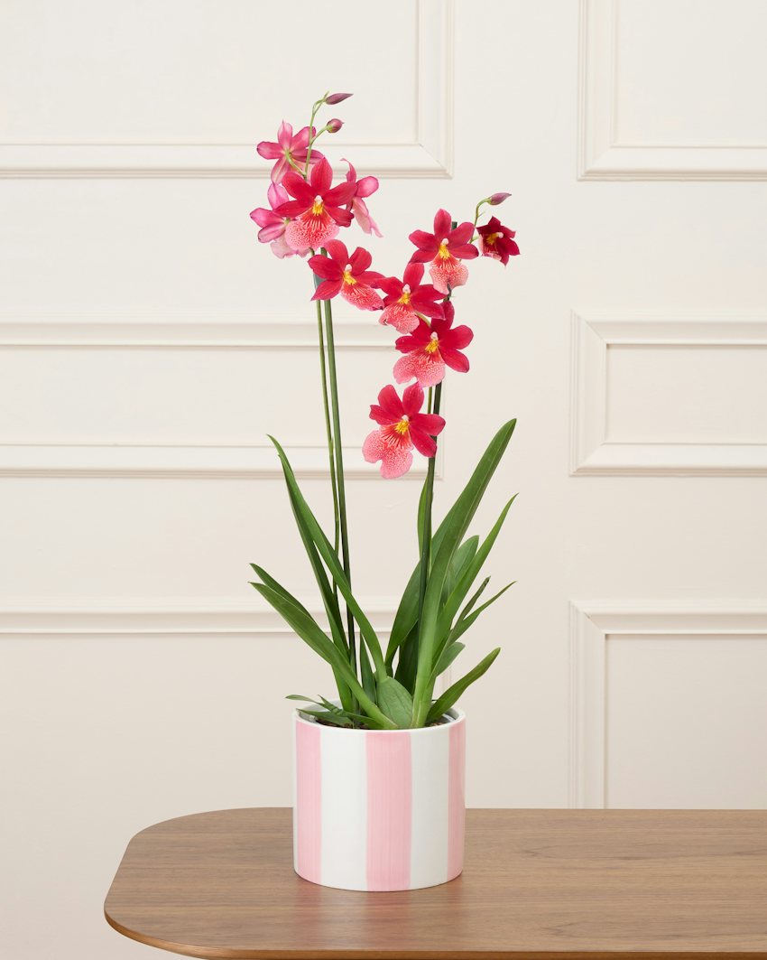 Aude Deep Pink Blooming Phalaenopsis Orchid