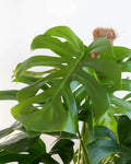 Monica Giant Monstera Deliciosa Swiss Cheese Plant