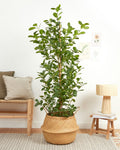 Félicie Lush Ficus Microcarpa Moclame Indoor Tree