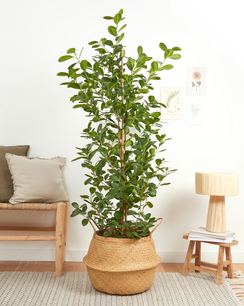 Félicie Lush Ficus Microcarpa Moclame Indoor Tree
